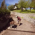 Ranc Aleksici